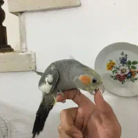 عروس هلندی سخنگو