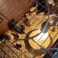 بلدرچین مینیاتوری