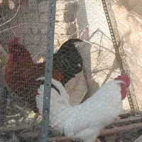 خروس محلی جوان|حیوانات مزرعه|شاندیز, |دیوار