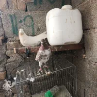 دوتاکفتر  غریب گیری تهرانی