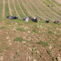 سرکارگرکشاورزی