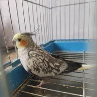 عروس هلندی