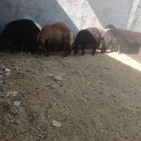بره