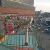 فروش مینا. عروس هلندی