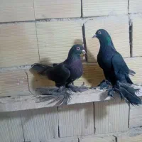 یک جفت کفتر قر فیلی مولوف