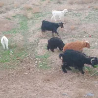 بز فروشی|حیوانات مزرعه|جلگه ماژان, |دیوار