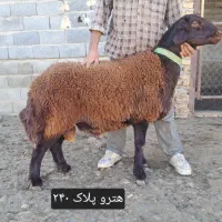 قوچ هترو زیگوت (چندقلوزایی)|حیوانات مزرعه|مشهد, امام رضا (ع)|دیوار