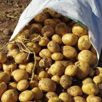 فروش سیب بذری سانته همدان 1402نسل بالا سوپر تضمینی