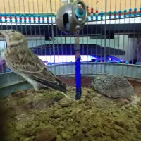 سهره خاکی|پرنده|اسالم, |دیوار