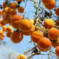 نهال زردآلو|گل و گیاه طبیعی|میانه, |دیوار