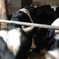 گوساله پرواری