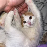 بچه گربه|گربه|تهران, کیانشهر|دیوار