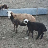 میش با بره نر