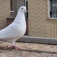 ماده کبوتر سفید نشان دار|پرنده|دامغان, |دیوار