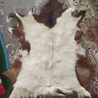 پشم