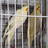 فروش عروس هلندی|پرنده|گیان, |دیوار