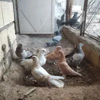 کفتر6تا جوجه بدرد بخور پر همه باهم جفتی 3