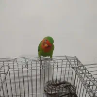 طوطی برزیلی کاملن دستی|پرنده|بوکان, |دیوار