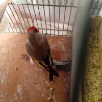 سهره یا سقا|پرنده|سیرجان, |دیوار