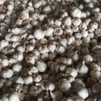 سیر|خوردنی و آشامیدنی|زابل, |دیوار