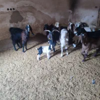 بره و بزغاله خوراک خور میش بز زاییده قوچ چپش|حیوانات مزرعه|قم, شهر قائم|دیوار