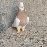 کبوتر طوقی زرد