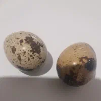 تخم بلدرچین