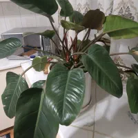 گل اپارتمانی|گل و گیاه طبیعی|تهران, بنیهاشم|دیوار