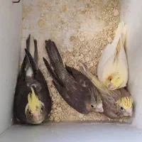 جوجه عروس هلندی