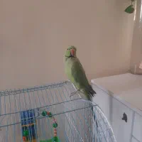 فروش طوطی ملنگو نر