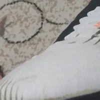 کفش فوتبال میخی|کیف، کفش، کمربند|ارومیه, |دیوار