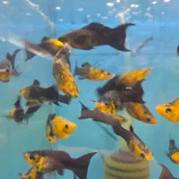 فروش انواع ماهیان اکواریومی|ماهی|کرج, فاز ۳ گوهردشت|دیوار