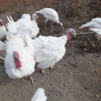 بوقلمون گوشتی ارگانیک محلی