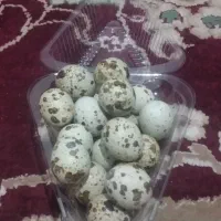 فروش تخم بلدرچین