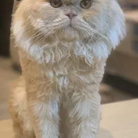 گربه نر بالغ اماده جفتگیری(پرشین)|گربه|قزوین, |دیوار