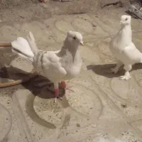 پرنده|پرنده|محمدیه-قزوین, |دیوار