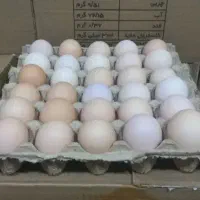 تخم مرغ محلی|خوردنی و آشامیدنی|کرمانشاه, |دیوار