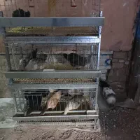 خروس و مرغ ایام سمانی و لاکندزی و قفس|حیوانات مزرعه|سبزوار, ولیعصر (نجار آباد)|دیوار