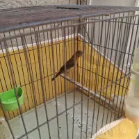 دوتانرقناری سوخته سبز