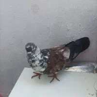 کبوتر نر