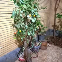 درخت مصنوعی سالم