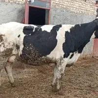 گاو آبستن سنگین