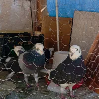 کبوتر   ابلق.