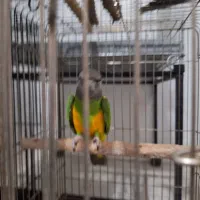 طوطی سنگال|پرنده|اندیمشک, |دیوار