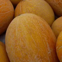 ملون درجه ۱(آتشی)