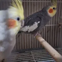 عروس هلندی هدلایت کوتوله گرینچک|پرنده|شیراز, فرودگاه شهید دستغیب شیراز|دیوار