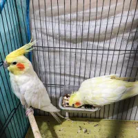 عروس هلندی