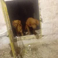 وارداتی ازاسپانیا|سگ|ایواوغلی, |دیوار