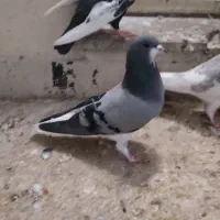 ماده رنگی|پرنده|شیراز, دارالرحمه|دیوار