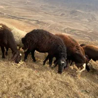 قوچ همو دو شیره